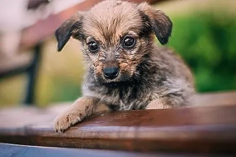 Marysiątka - sześć maluchów do pilnej adopcji.,  m