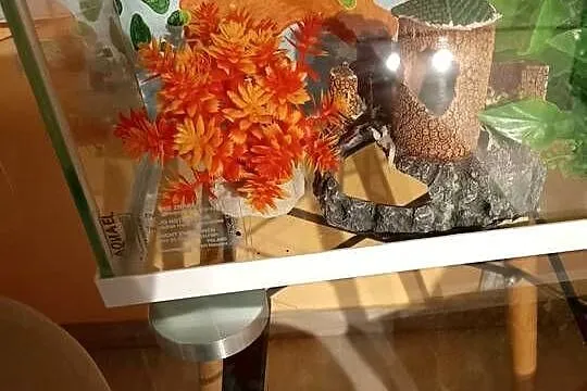 Sprzedam Akwarium Wraz z Akcesoriami Okazja Polecam, Kujawsko-pomorskie, Golub-Dobrzyń