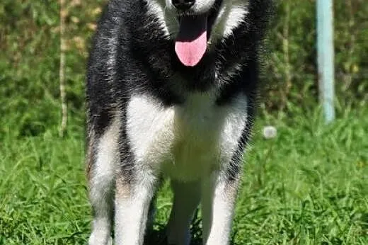 Oskar - przyjacielski husky szuka domu na zawsze, 