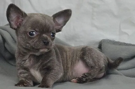 Chihuahua krótkowłosy piesek (FCI), Mazowieckie, Milanówek