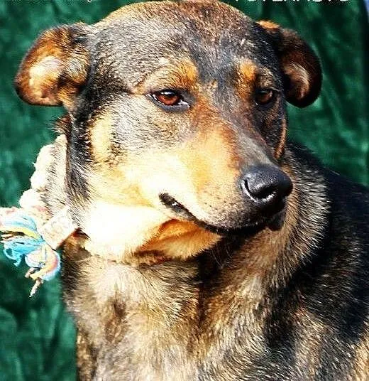 TYKWA młodziutka sunia o wspaniałym charakterze- z