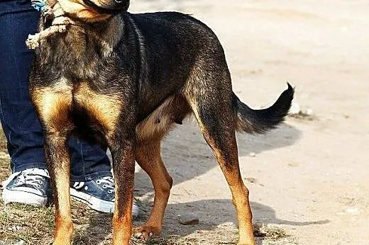TYKWA młodziutka sunia o wspaniałym charakterze- z