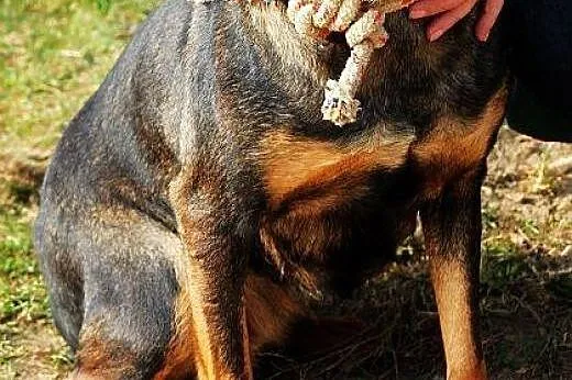 TYKWA młodziutka sunia o wspaniałym charakterze- z