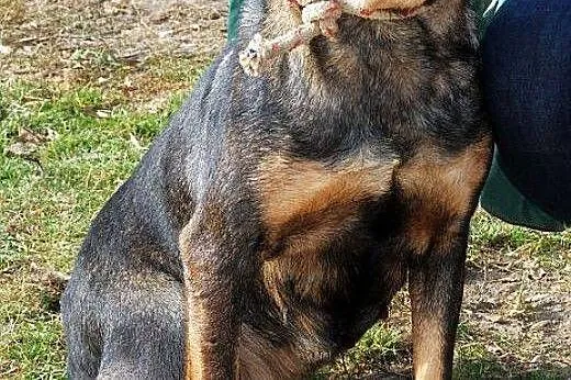 TYKWA młodziutka sunia o wspaniałym charakterze- z
