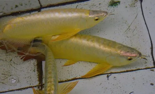 Arowana PLATYNOWA - Osteoglossum bicirrhosum...................*