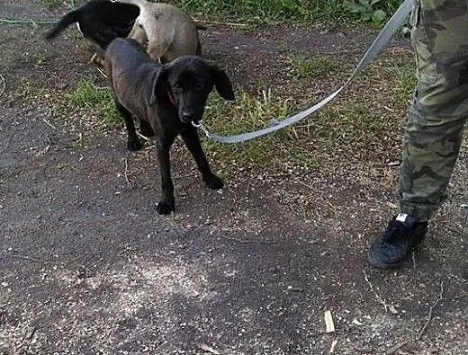 Bruno - SZCZENIAK w typie labradora, porzucony mal