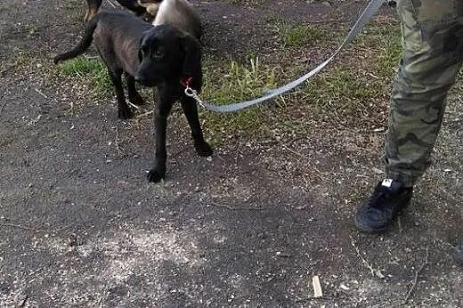 Bruno - SZCZENIAK w typie labradora, porzucony mal