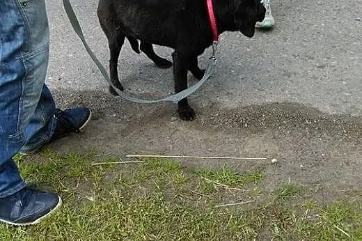 Bruno - SZCZENIAK w typie labradora, porzucony mal