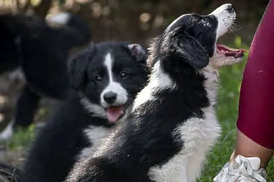 Border collie