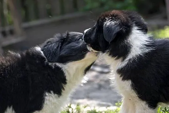 Border collie, Śląskie, Rajcza