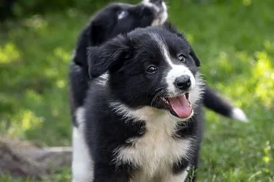Border collie, Śląskie, Rajcza