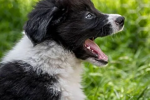 Border collie, Śląskie, Rajcza