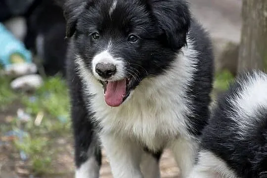 Border collie, Śląskie, Rajcza