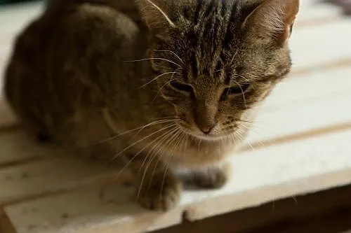 Koteczka urocza Lucy szuka domu! ,  wielkopolskie 