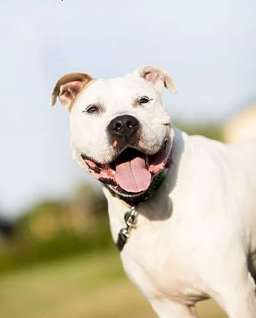 Domowy, łagodny amstaff Nero czeka na dom, Amstaf