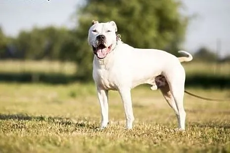 Domowy, łagodny amstaff Nero czeka na dom,  Amstaf