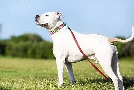 Domowy, łagodny amstaff Nero czeka na dom,  Amstaf