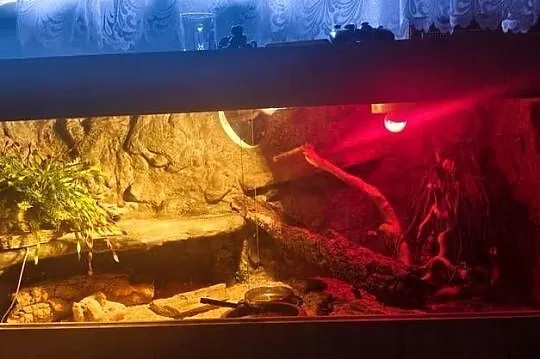 Terrarium z wyposażeniem full opcja (4 Gekony)
