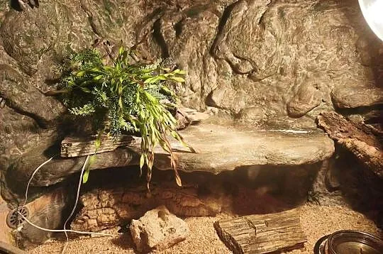 Terrarium z wyposażeniem full opcja (4 Gekony), Małopolskie, Kalwaria Zebrzydowska