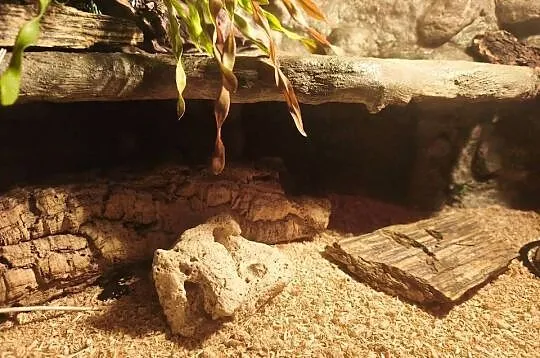 Terrarium z wyposażeniem full opcja (4 Gekony), Małopolskie, Kalwaria Zebrzydowska