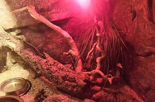 Terrarium z wyposażeniem full opcja (4 Gekony), Małopolskie, Kalwaria Zebrzydowska