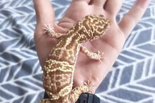 Terrarium z wyposażeniem full opcja (4 Gekony), Małopolskie, Kalwaria Zebrzydowska