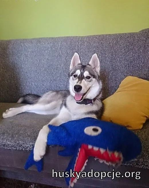 SARA- młoda, energiczna suczka husky do adopcji,
