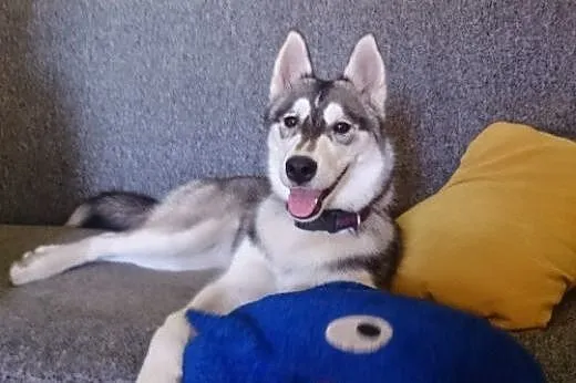 SARA- młoda, energiczna suczka husky do adopcji,  