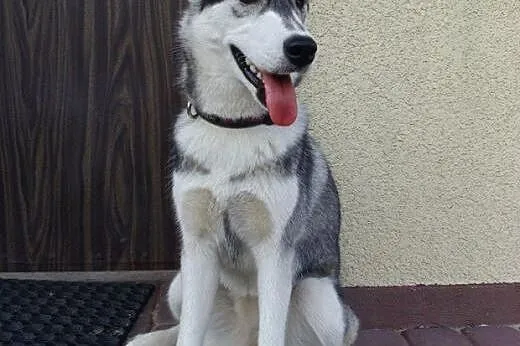 SARA- młoda, energiczna suczka husky do adopcji,  