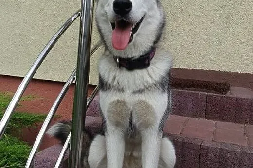 SARA- młoda, energiczna suczka husky do adopcji,  