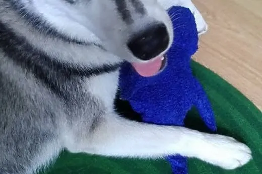 SARA- młoda, energiczna suczka husky do adopcji,  