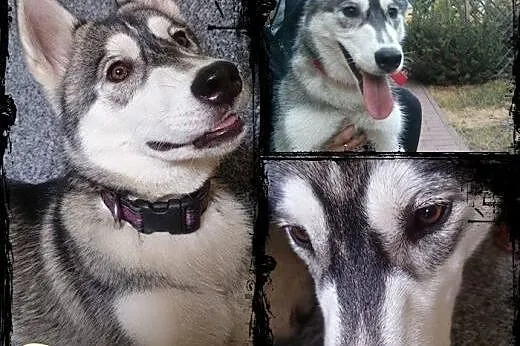 SARA- młoda, energiczna suczka husky do adopcji,  