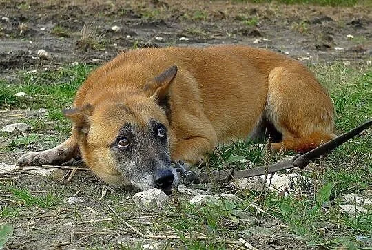 Norka-całe życie w schronisku sprawiło że przeraża