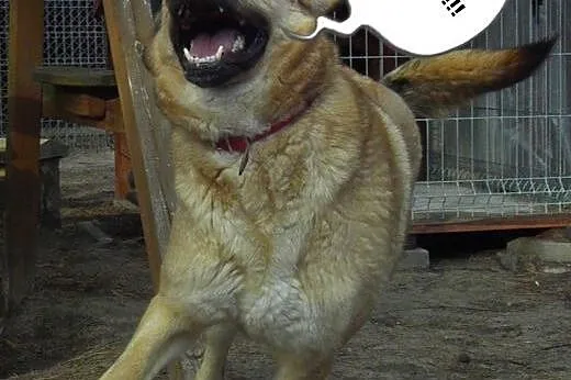 Maciek duży,  energiczny fajny pies,  kujawsko-pom