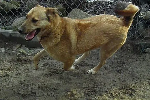 Maciek duży,  energiczny fajny pies,  kujawsko-pom