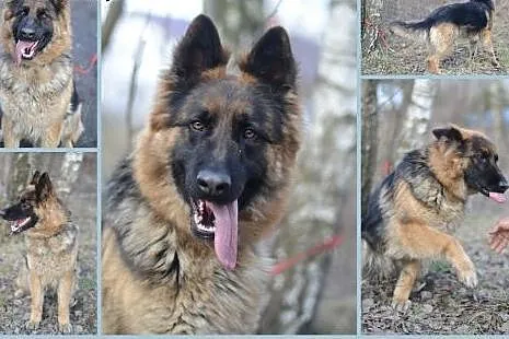 Roxi czeka na dom,  śląskie Gliwice