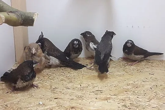 Mewki japońskie, , Rębków