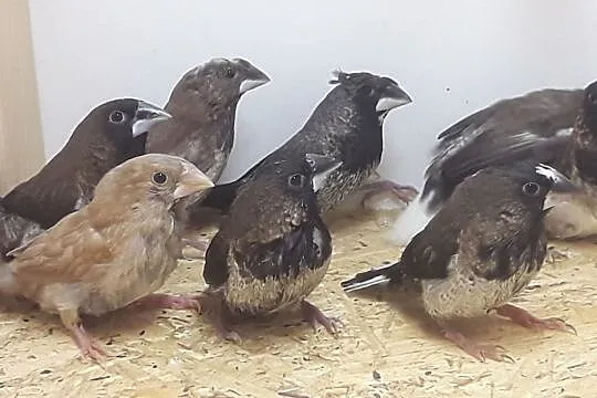 Mewki japońskie, , Rębków