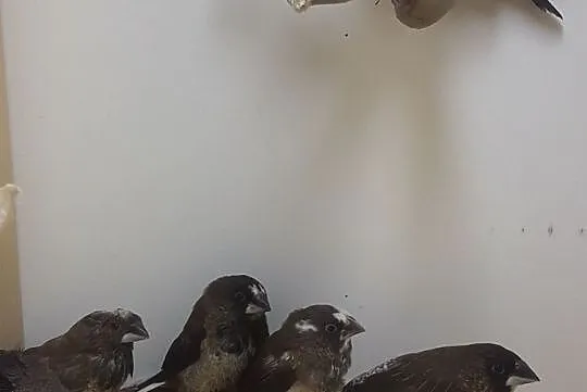 Mewki japońskie, , Rębków