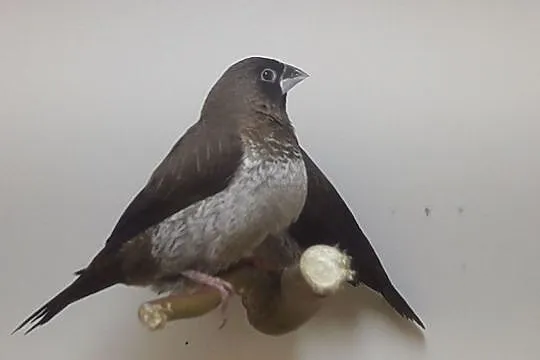 Mewki japońskie, , Rębków