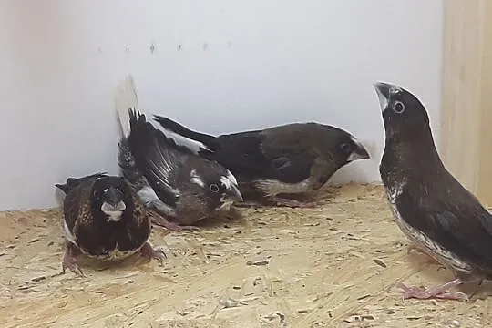 Mewki japońskie, , Rębków