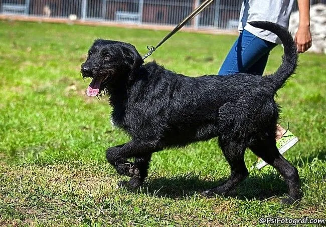 Sznaucerowata, śliczna brunetka - Fifi :)