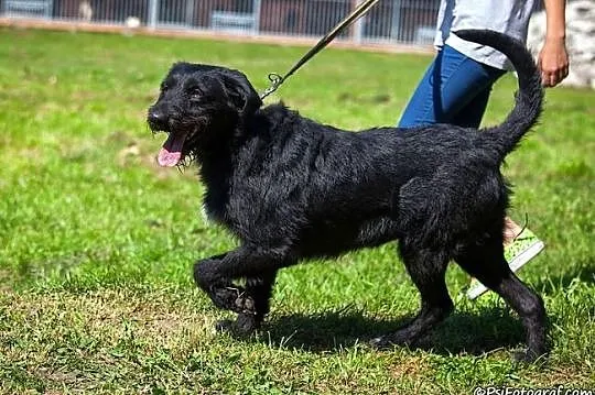 Sznaucerowata, śliczna brunetka - Fifi :)