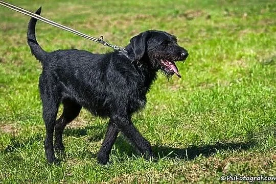 Sznaucerowata, śliczna brunetka - Fifi :)