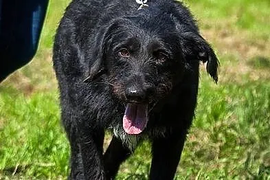 Sznaucerowata, śliczna brunetka - Fifi :)