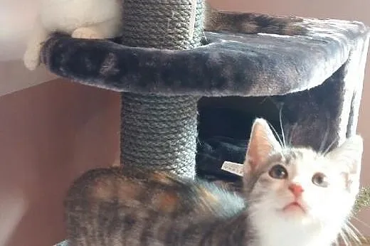 Kociaki cudne zjawiskowe trikolorki Sophie i Julka