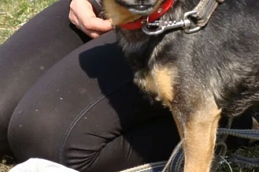 Bezdomny, niekochany. Boberek czeka na adopcję,  d