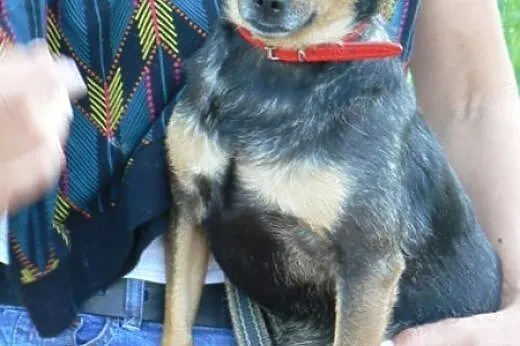 Bezdomny, niekochany. Boberek czeka na adopcję,  d