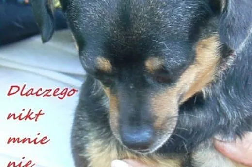 Bezdomny, niekochany. Boberek czeka na adopcję,  d