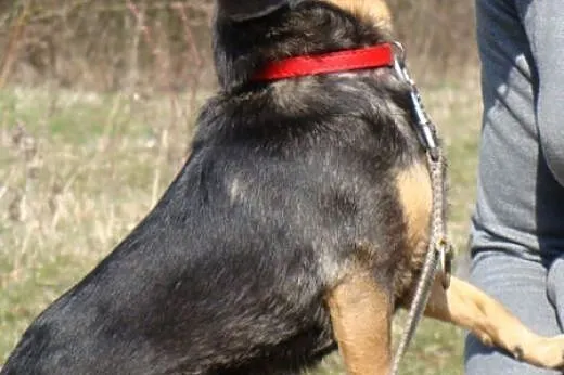 Bezdomny, niekochany. Boberek czeka na adopcję,  d
